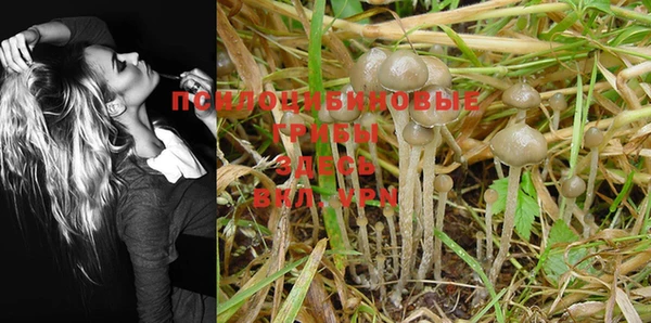 индика Пестово